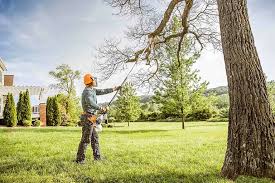 Trusted Leadville North, CO Tree Services Experts