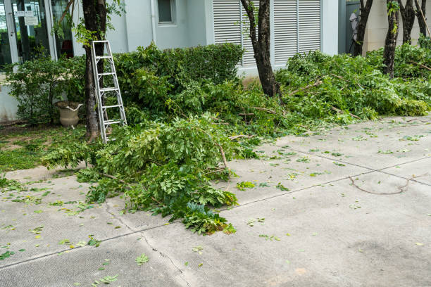 Best Utility Line Clearance  in Leadville North, CO