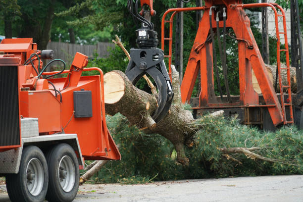 Best Storm Damage Tree Cleanup  in Leadville North, CO